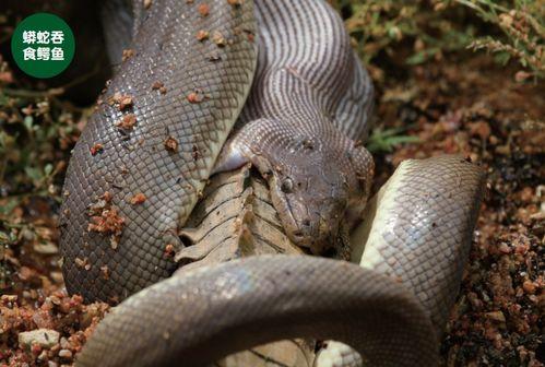 蟒蛇吃哈密瓜的故事视频,一场奇妙的自然奇观