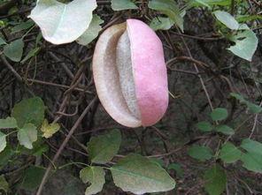 鸟儿吃八月瓜视频,鸟儿眼中的美味佳肴