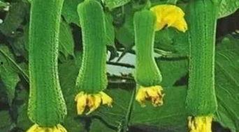 吃瓜丝瓜的做法视频,轻松学会吃瓜丝瓜的独特做法