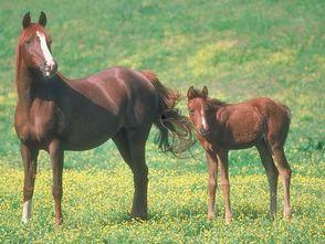 马吃瓜搞笑视频,萌宠马儿上演欢乐喜剧