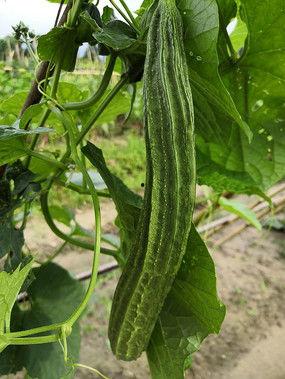 外国人吃中国无籽瓜视频,新奇口感引发热议