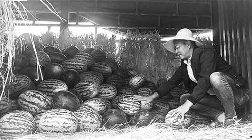 济源吃瓜群众事件视频曝光,视频曝光揭示惊人真相