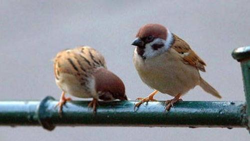 麻雀吃瓜打架视频在线观看,在线观看笑料百出