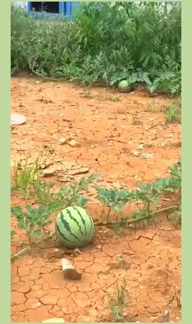 吃的瓜怎么留种子呢视频,瓜类种子收藏与留种技巧揭秘