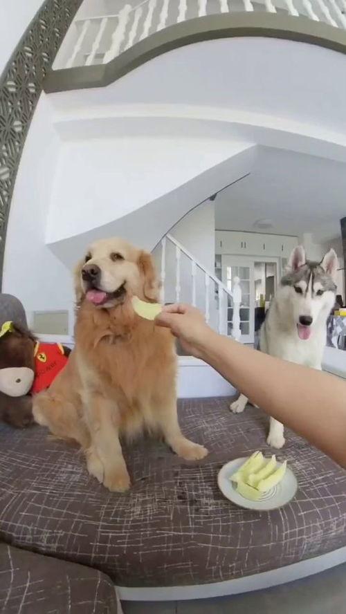 狗子和我吃瓜视频大全,趣味视频合集欢乐来袭
