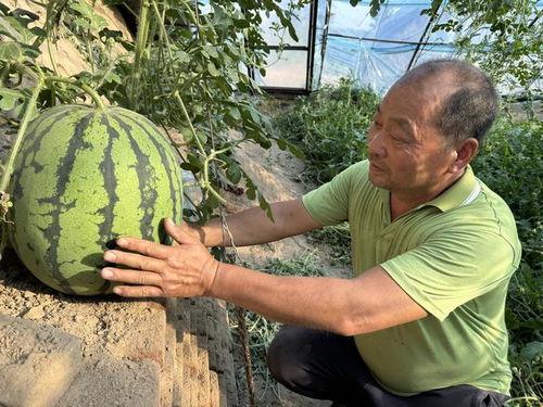 大爷树下吃瓜视频大全集,笑谈人生百态