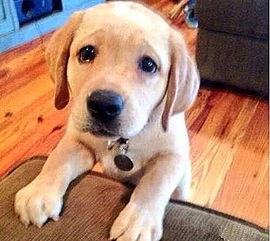 带你吃瓜凶狗视频播放,“带你吃瓜凶狗”视频背后的惊人真相！