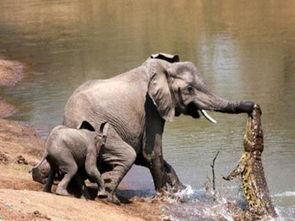 大象吃葫芦瓜视频播放下载,趣味视频播放与下载攻略