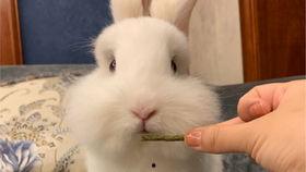 兔子会吃毛瓜吗视频大全,毛瓜在兔子菜单中的地位